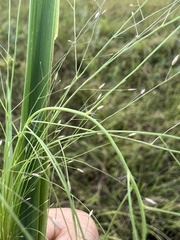 Eragrostis spectabilis