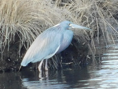 Egretta tricolor