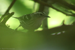 Mniotilta varia