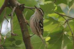 Mniotilta varia