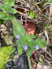 Clinopodium vulgare