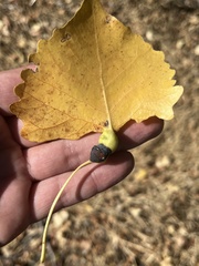 Pemphigus obesinymphae