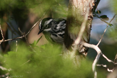 Mniotilta varia