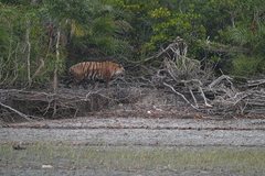 Panthera tigris tigris