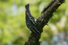Mniotilta varia
