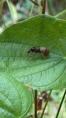 Lasius