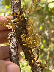 Arceuthobium occidentale