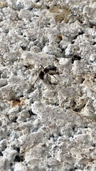 Formicinae