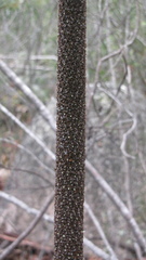 Xanthorrhoea
