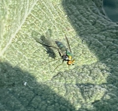 Condylostylus longicornis