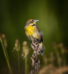Spiza americana