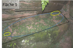 Conocephalum conicum