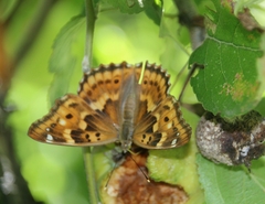 Apatura ilia