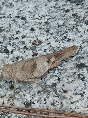 Oedipoda