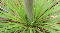 Xanthorrhoea