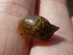 Lymnaeidae