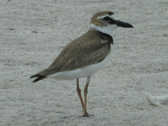 Charadrius wilsonia