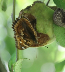 Apatura ilia