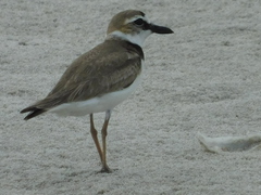 Charadrius wilsonia