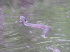 Agkistrodon piscivorus