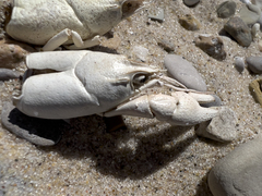 Faxonius virilis