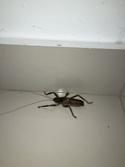 Nesoecia