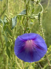 Ipomoea hederacea