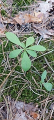 Lysimachia europaea