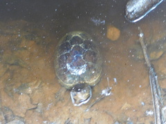 Kinosternon subrubrum