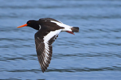 Haematopus ostralegus