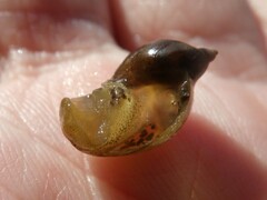Lymnaeidae