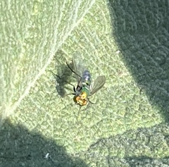 Condylostylus longicornis