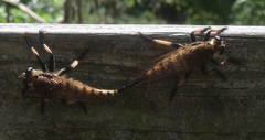 Promachus rufipes