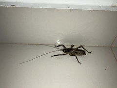 Nesoecia