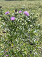 Cirsium altissimum