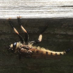 Promachus rufipes