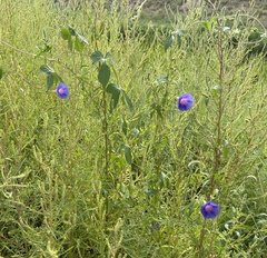 Ipomoea hederacea