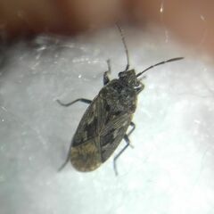 Sphragisticus nebulosus