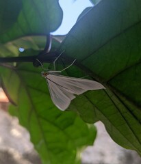 Palpita