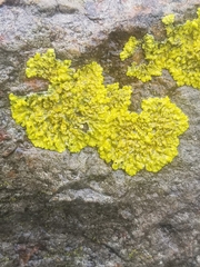 Xanthoria parietina
