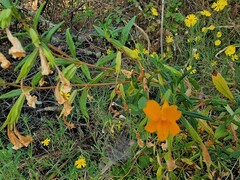 Diplacus aurantiacus