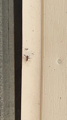 Delphinia picta