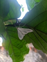 Palpita