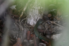 Drymobius margaritiferus