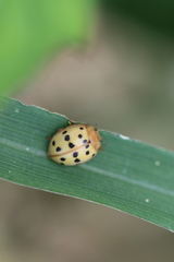 Epilachna varivestis