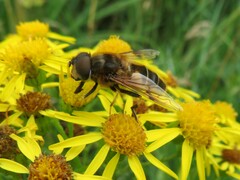 Eristalis pertinax