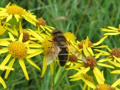 Eristalis pertinax