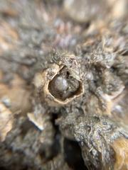 Hexanauplia