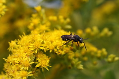 Nomada vicina