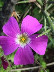 Oxalis arenaria